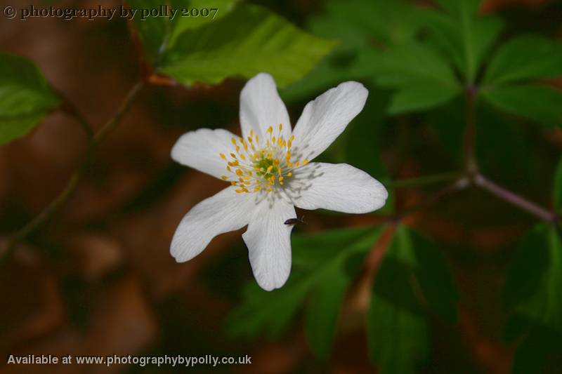 Perfect Petal