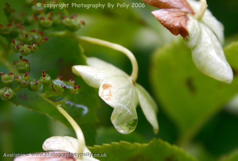 Petal Tears