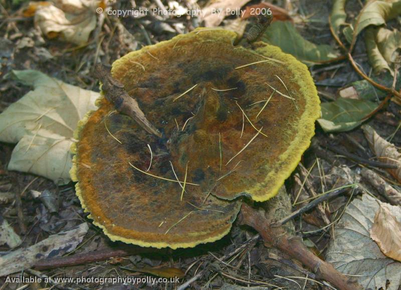 Pierced Fungi