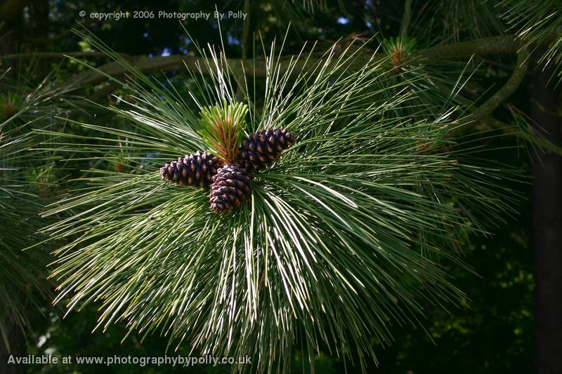 Pine Cluster