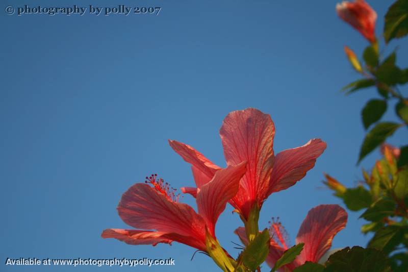 Pink And Blue 2