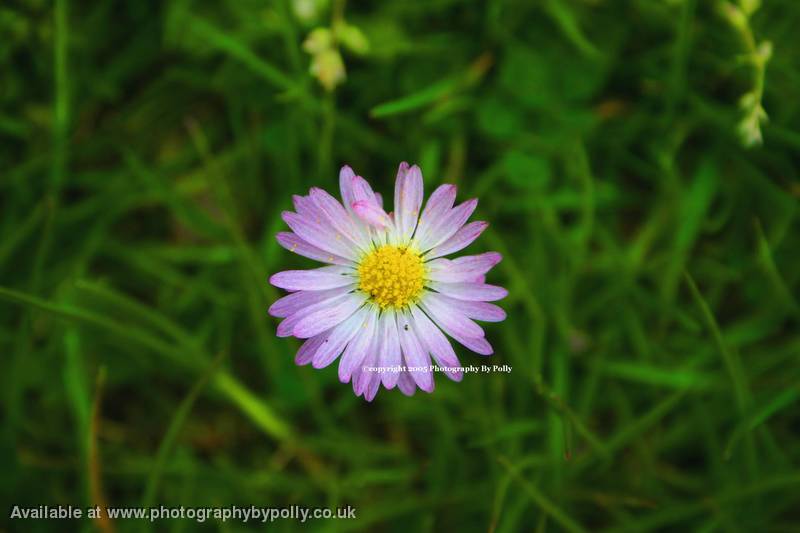 Pink Daisy