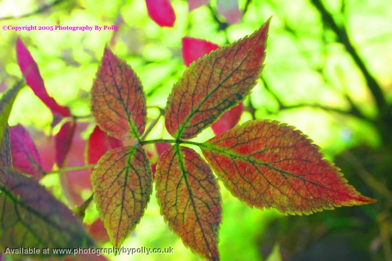 Pink Leaf