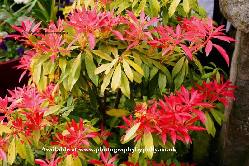 Pink Leaves