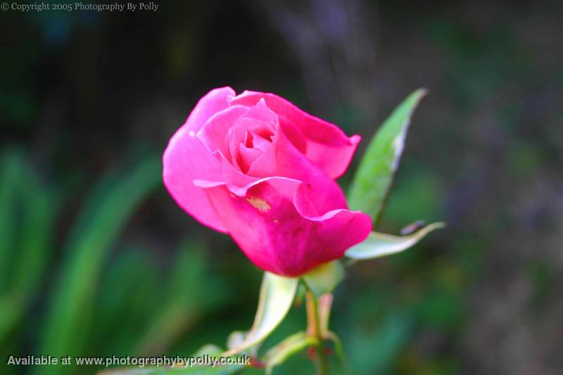 Pink Rose Bud