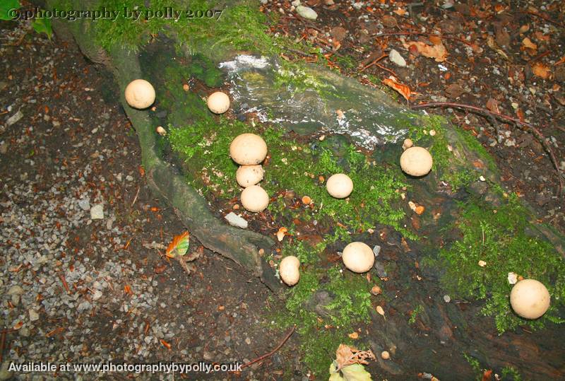 Plattered Shroom