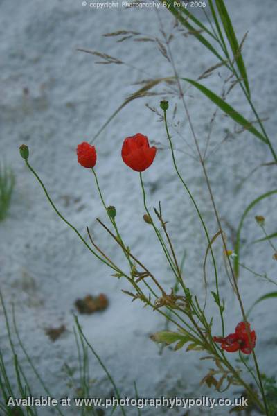 Poppy Explosion