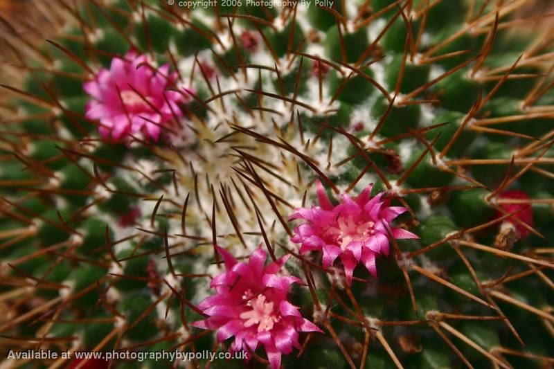 Pretty Prickles