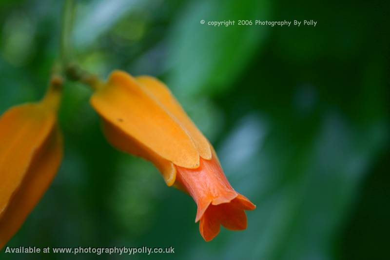 Pucker Petals