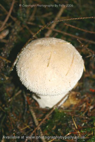 Puff Spores