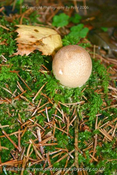 Puffball Ferns