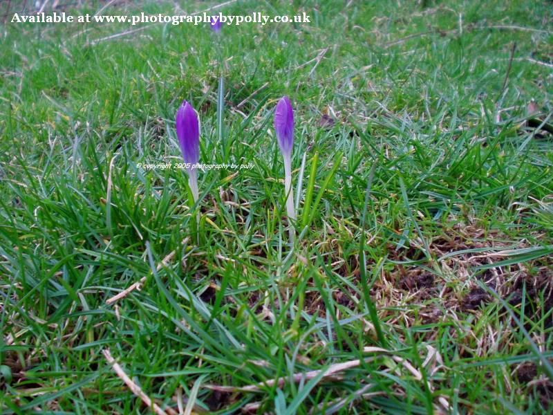 Purple Crocus