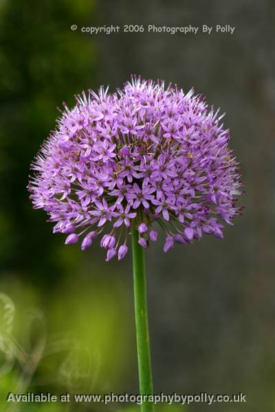 Purple Display