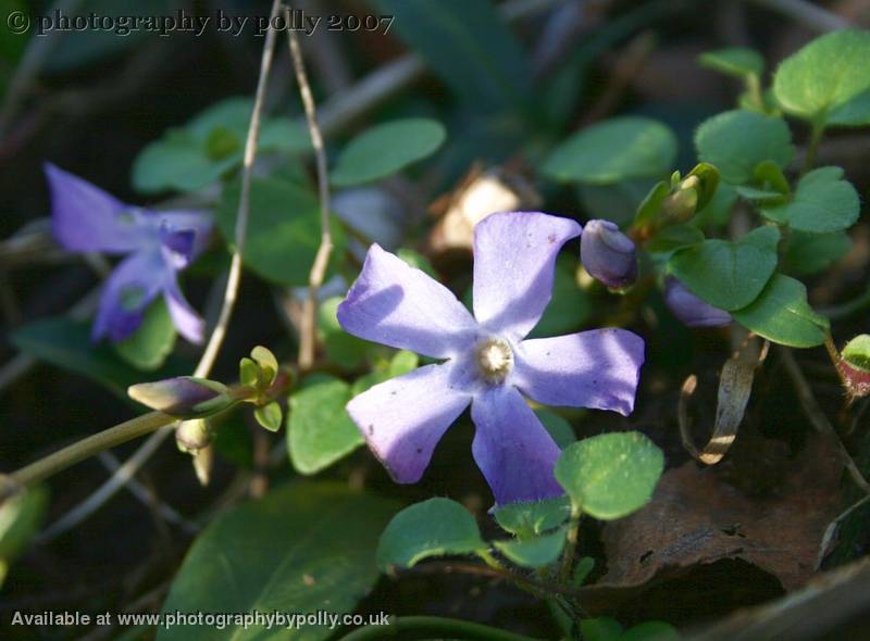 Purple Lurker