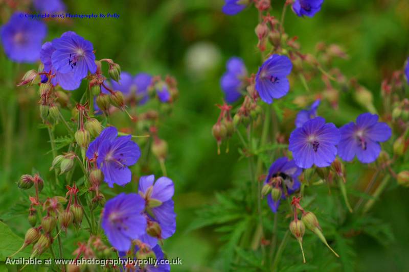 Purple Petal