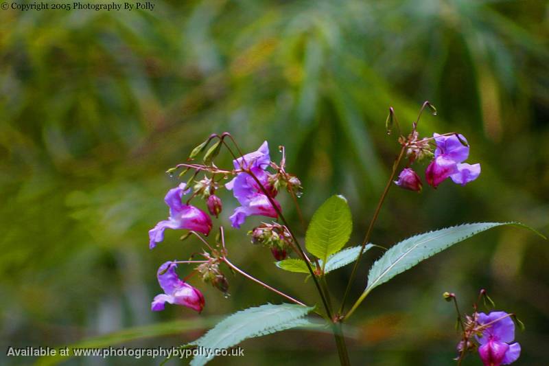 Purple Poppers