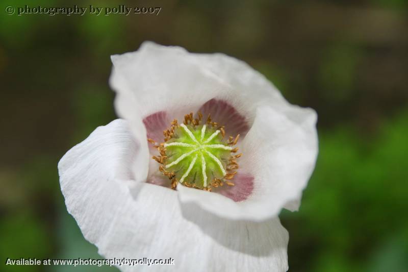 Purple Poppy