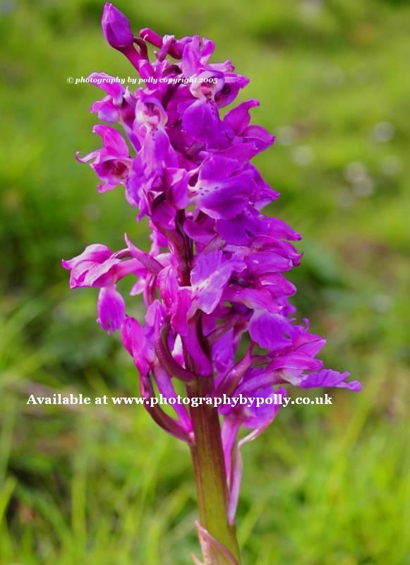 Ragged Purple