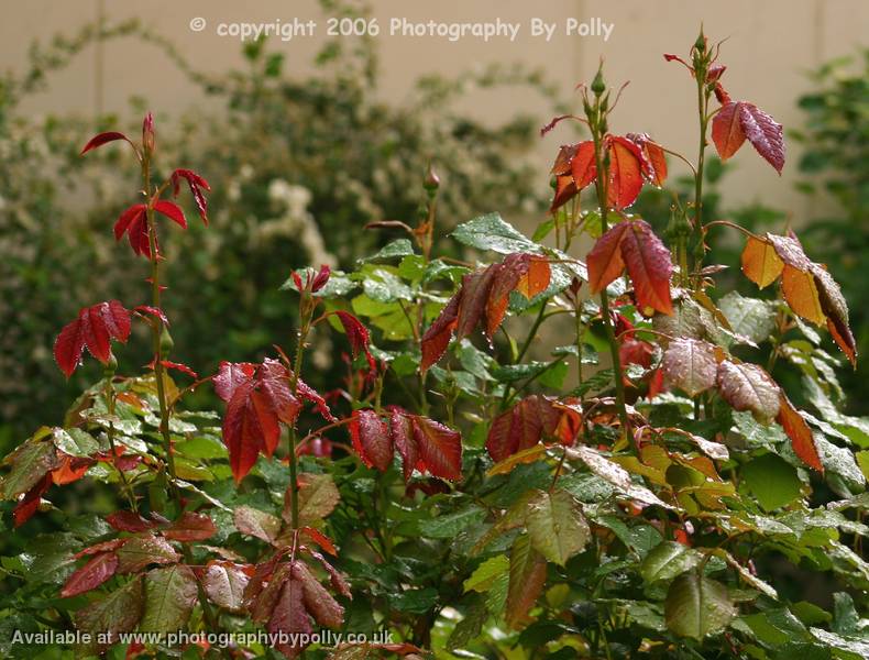 Rain On Rose Leaves