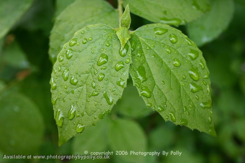 Rain On Rose Leaves 5 