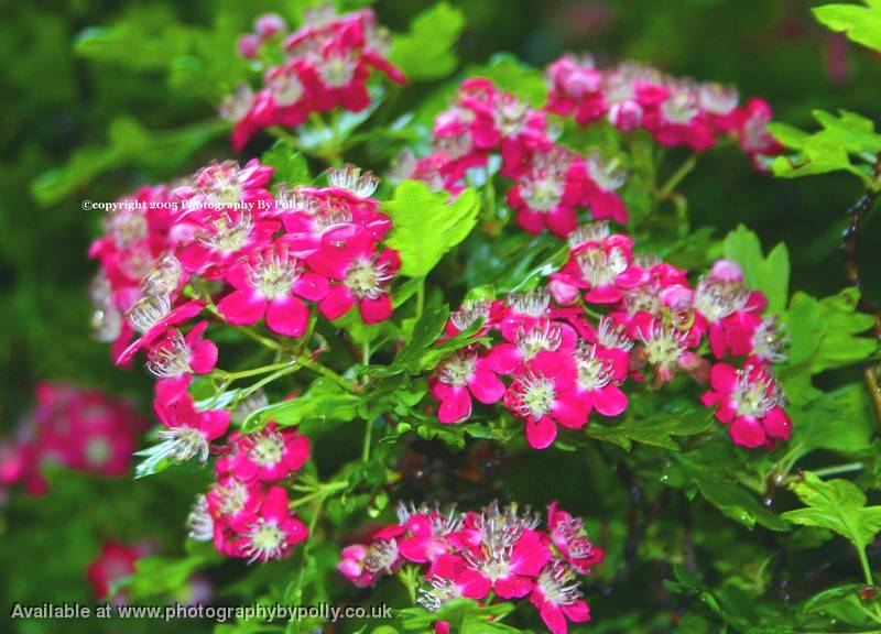 Rainy Hawthorn