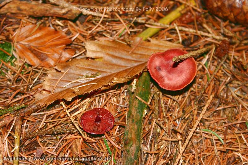 Red Rough