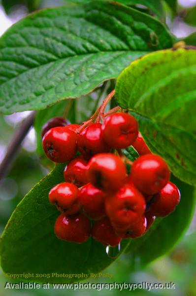 Red Berries