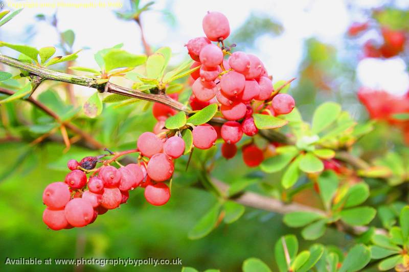 Red Berries 2