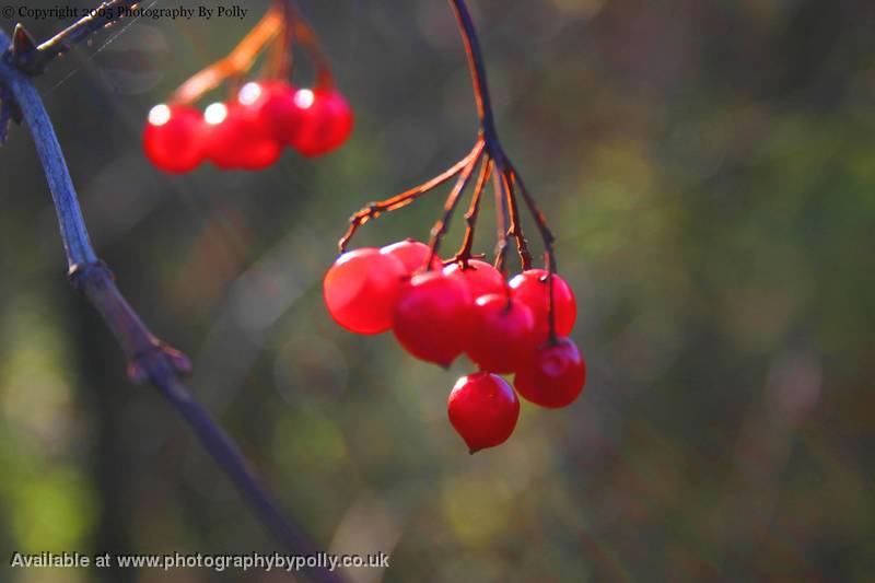 Red Bunch