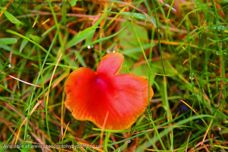 Red Fungi