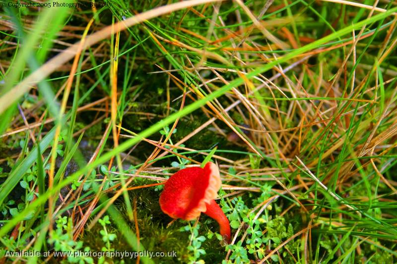 Red Fungi one