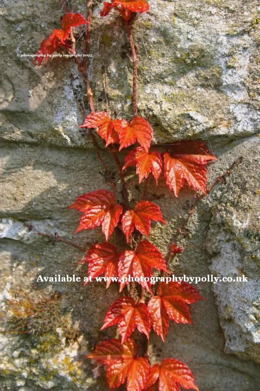 Red Ivy