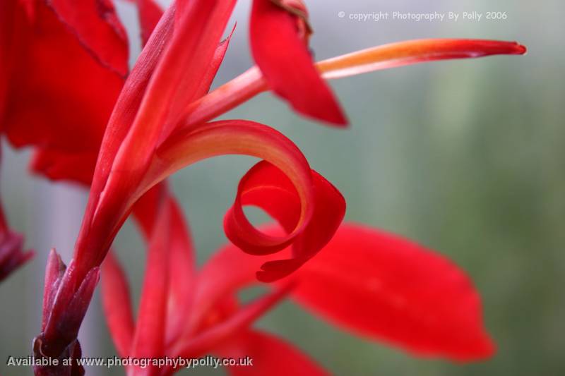 Red Swirls