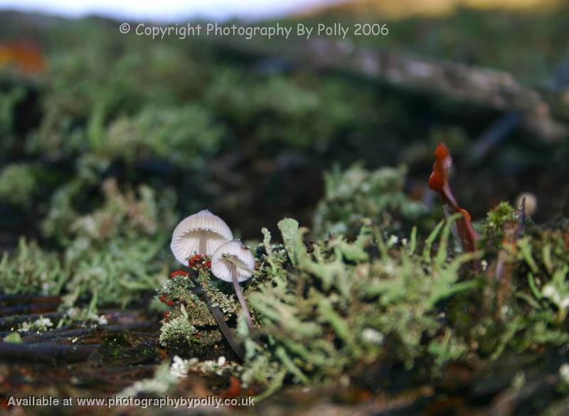 Roof Shrooms