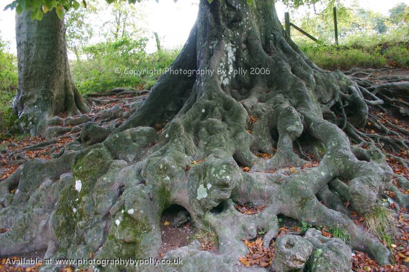 Root Bumps