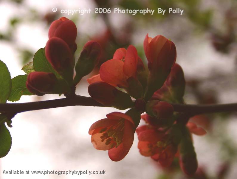 Rosen Petals