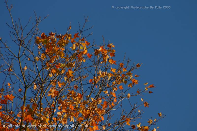 Russet Skies