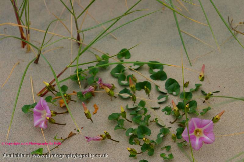 Sand Flowers