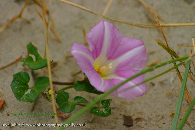 Sand Pink