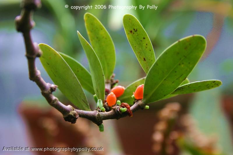 Schmetterling Tree