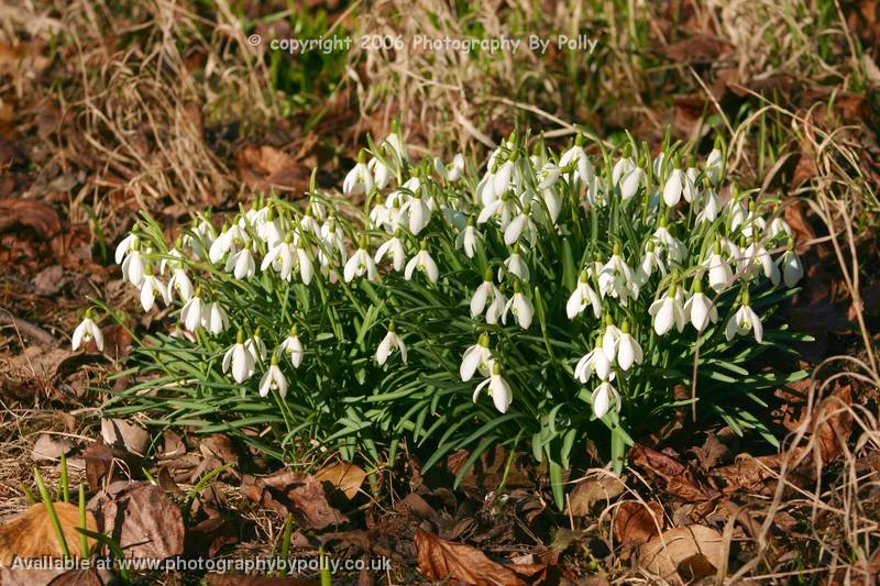 Snow Drop Leaves