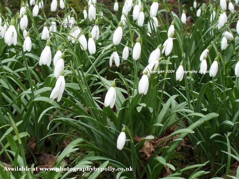 Snowdrops