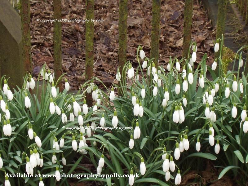 Snowdrops and Rust