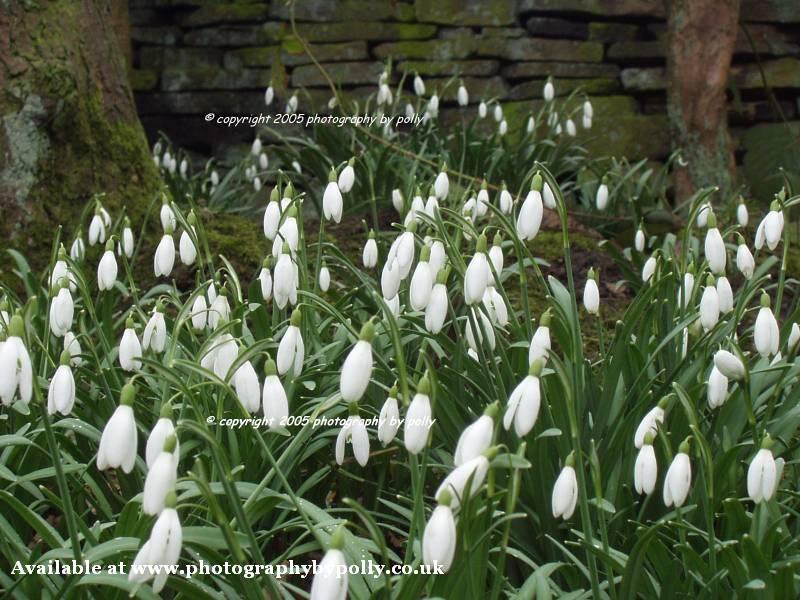 Snowdrops and Trees