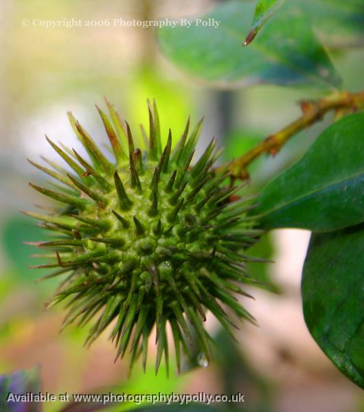 Spikey Ball