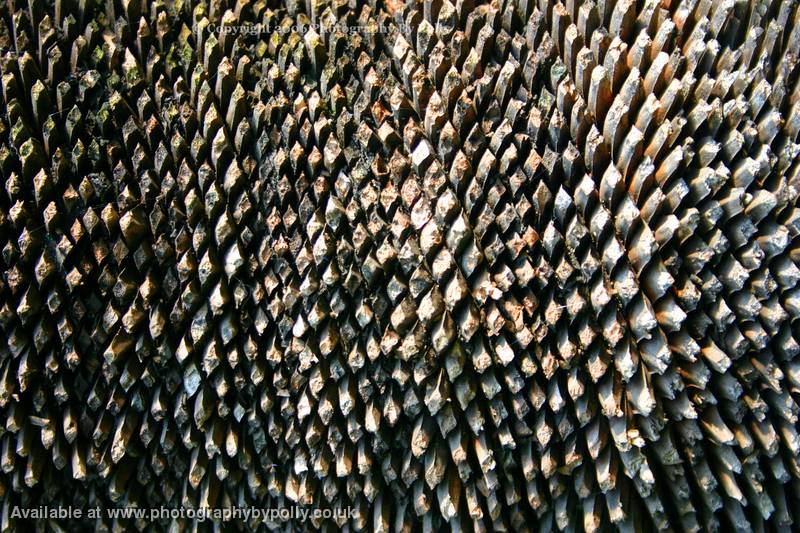 Spiney Spine
