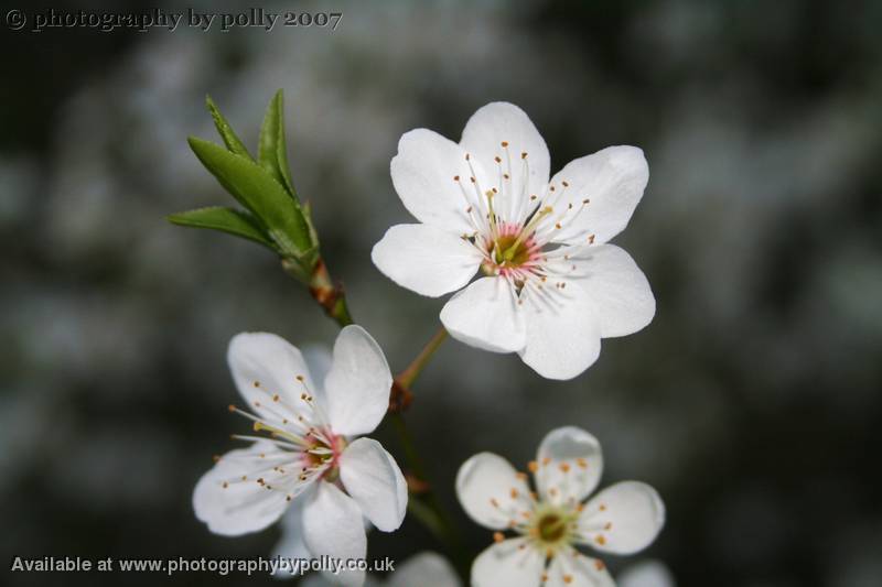 Spring Kisses