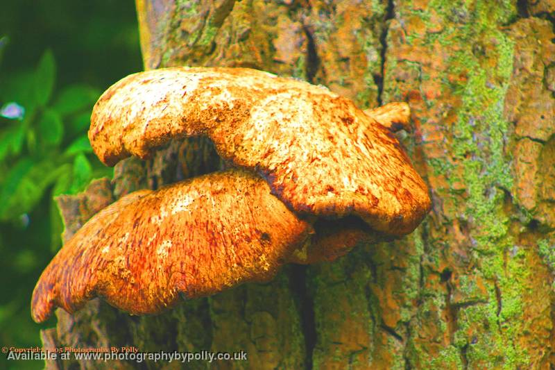 Sticky Fungi