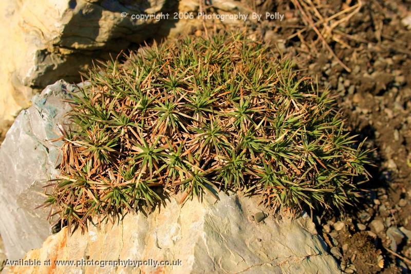 Stone Spikes