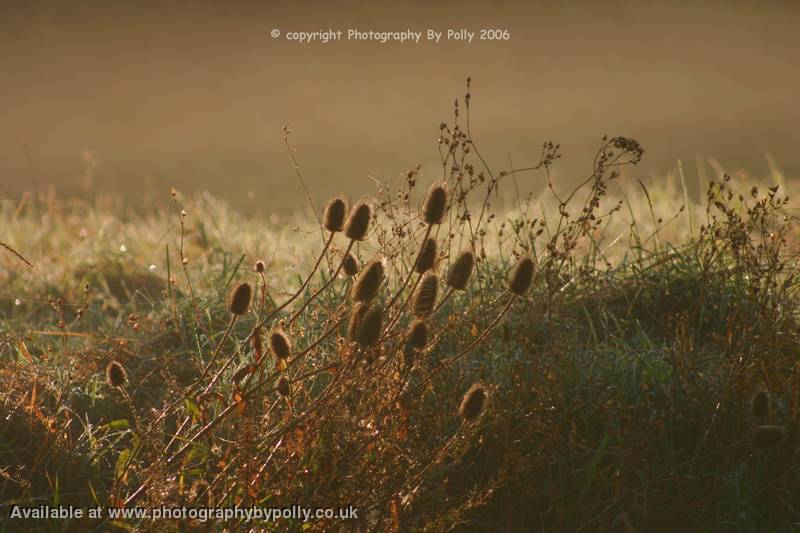 Sunrise Webs